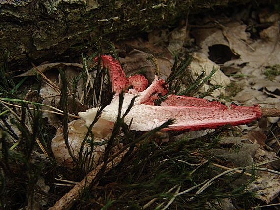 mrežovka kvetovitá Clathrus archeri (Berk.) Dring