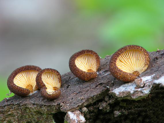 pahliva šafranová Crepidotus crocophyllus (Berk.) Sacc.