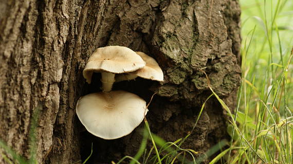 poľnička topoľová Cyclocybe cylindracea (DC.) Vizzini & Angelini