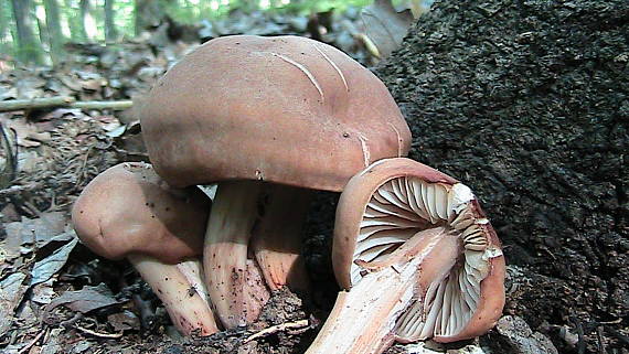 peniazovka vretenohlúbiková Gymnopus fusipes (Bull.) Gray