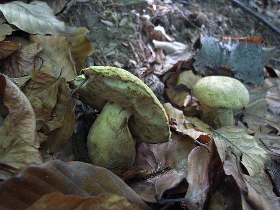 hríbnik modrejúci Gyroporus cyanescens (Bull.) Quél.