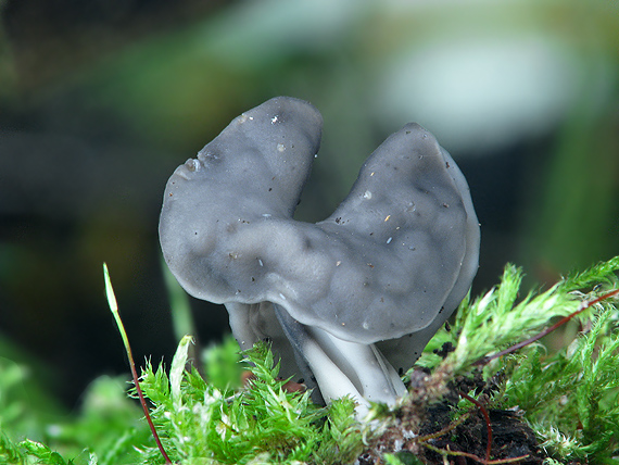 chriapač jamkatý Helvella lacunosa Afzel.