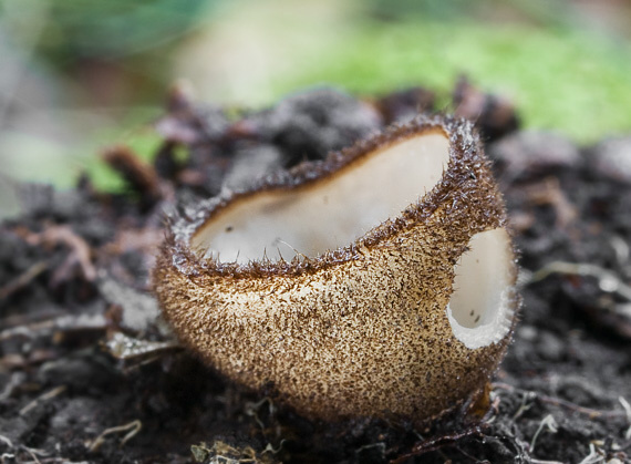 humária polguľovitá Humaria hemisphaerica (F.H. Wigg.) Fuckel