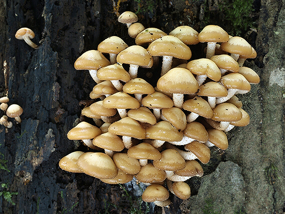 šupinačka menlivá Kuehneromyces mutabilis (Schaeff.) Singer & A.H. Sm.