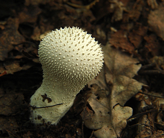 prášnica bradavičnatá Lycoperdon perlatum Pers.