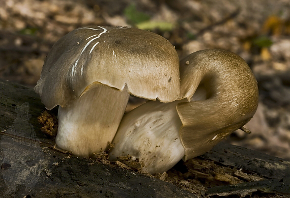 povraznica širokolupeňová Megacollybia platyphylla (Pers.) Kotl. & Pouzar