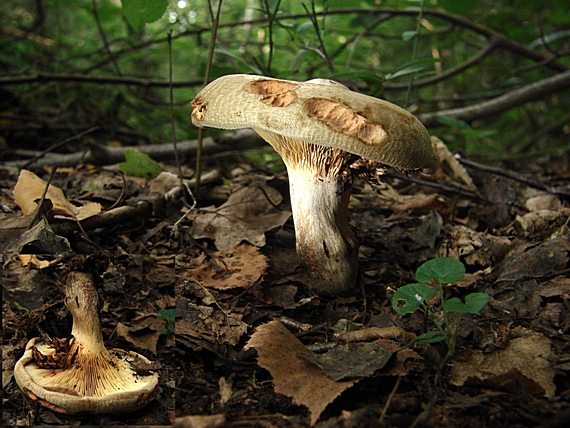 čechračka podvinutá Paxillus involutus (Batsch) Fr.