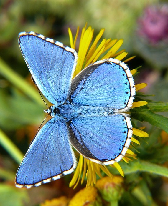 modráčik ďatelinový Polyommatus bellargus Rottemburg, 1775