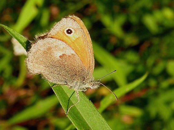 očkáň pohánkový Coenonympha pamphilus