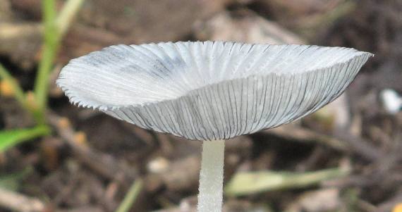 hnojník chlpatý Coprinopsis lagopus (Fr.) Redhead, Vilgalys & Moncalvo