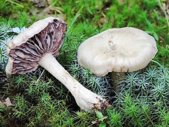 pavučinovec? Cortinarius sp.