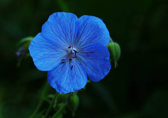 pakost lúčny Geranium pratense L.