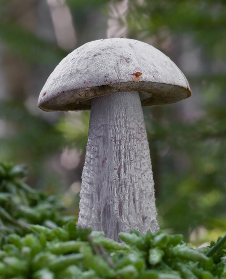 kozák Leccinum sp.