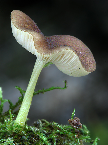 štítovka Pluteus sp.