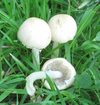 drobuľka Psathyrella sp.