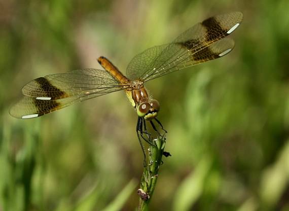 vážka pásavá-samička Sympetrum pedemontanum