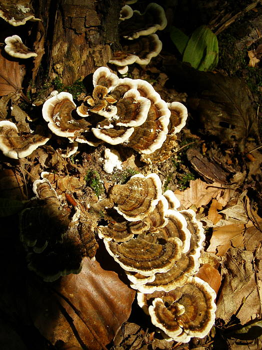 trúdnikovec pestrý Trametes versicolor (L.) Lloyd