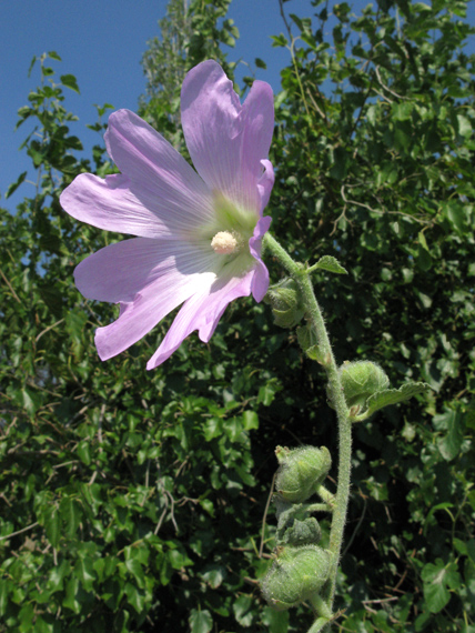 topolovka Alcea heldreichii