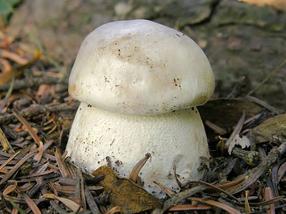 hríb smrekový biely Boletus edulis f. albus Bull. ex Fr.