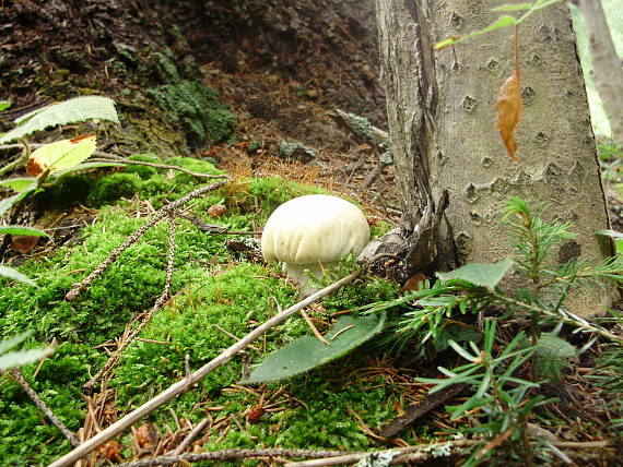 hríb smrekový Boletus edulis Bull.