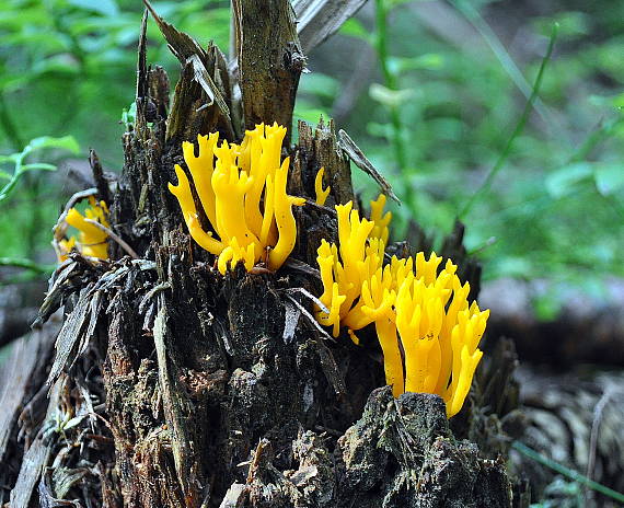 parôžkovec lepkavý Calocera viscosa (Pers.) Fr.