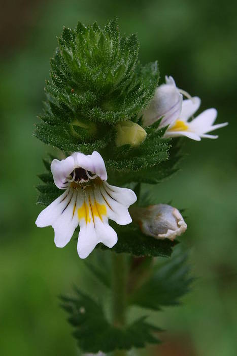 očianka rostkovova Euphrasia rostkoviana Hayne