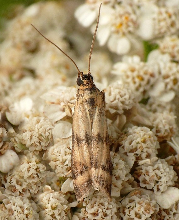 vijačka skorocelová Homoeosoma sinuella Fabricius, 1794