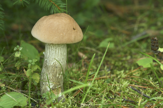 kozák hnedý Leccinum decipiens (Singer) Pilát & Dermek