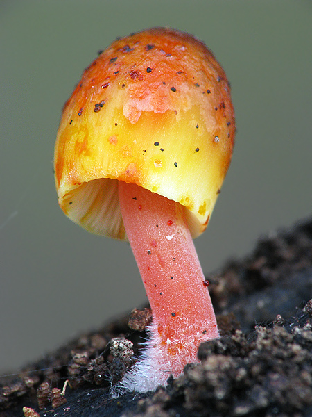 prilbička šafranová Mycena crocata (Schrad.) P. Kumm.