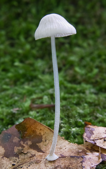 prilbička diskovitá Mycena stylobates (Pers.) P. Kumm.