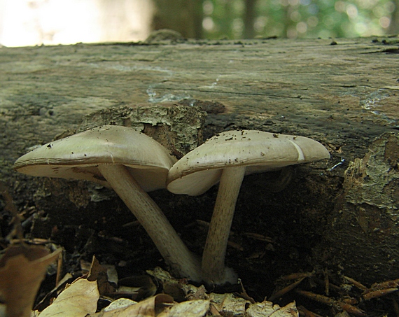 štítovka jelenia Pluteus cervinus (Schaeff.) P. Kumm.