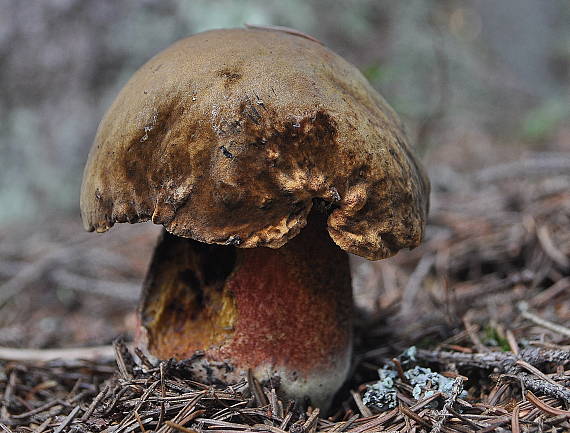 hríb zrnitohlúbikový Sutorius luridiformis (Rostk.) G. Wu & Zhu L. Yang