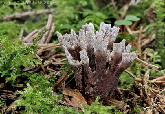 plesňovka smradľavá Thelephora palmata (Scop.) Fr.