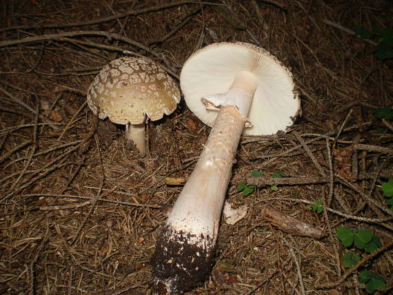 muchotrávka Amanita sp.