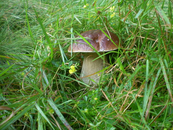 hríb smrekový Boletus edulis Bull.