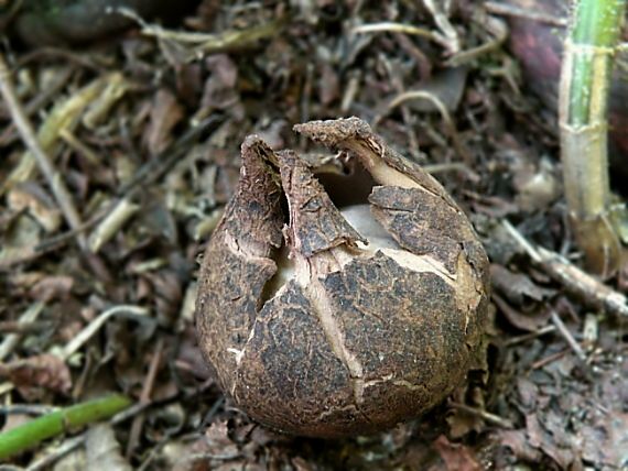 hviezdovka trojitá Geastrum triplex Jungh.