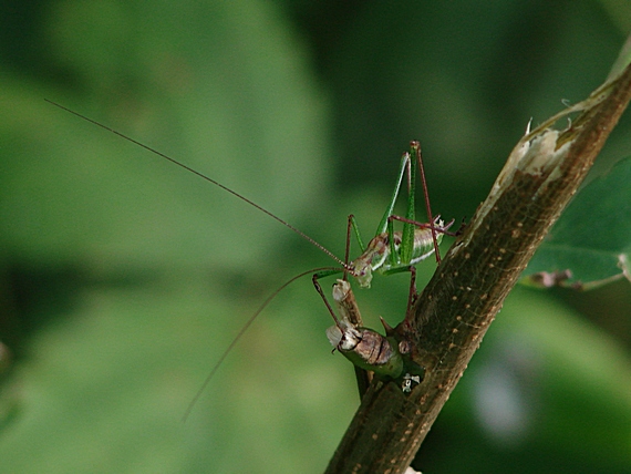 kobylka bielopása ♂ Leptophyes albovittata