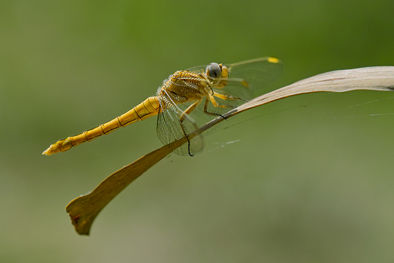 vážka Orthetrum coerulescens