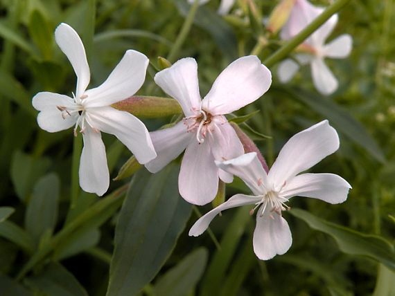 mydlica lekárska Saponaria officinalis L.