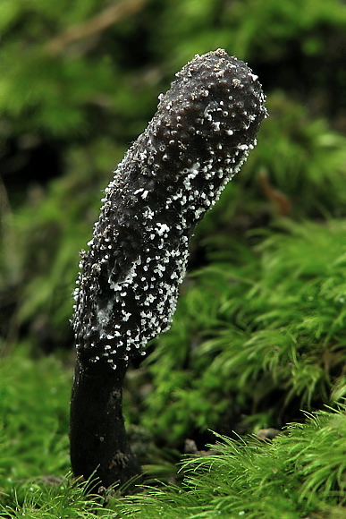 žezlovka srnková Tolypocladium ophioglossoides (J.F. Gmel.) Quandt, Kepler & Spatafora