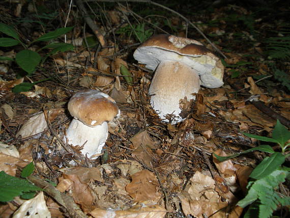 hríb smrekový  Boletus edulis var. clavipes