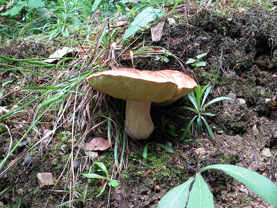 hríb smrekový Boletus edulis Bull.