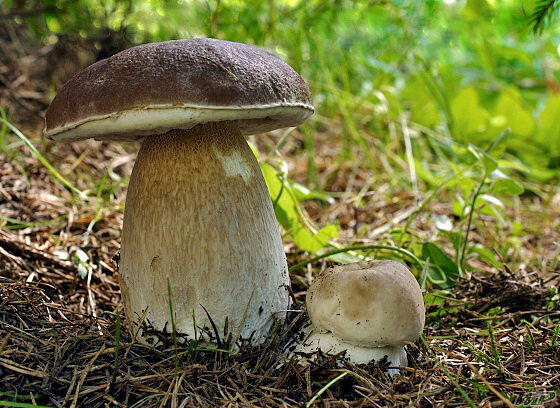 hríb smrekový Boletus edulis Bull.