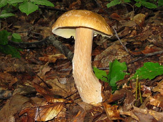 hríb smrekový Boletus edulis Bull.