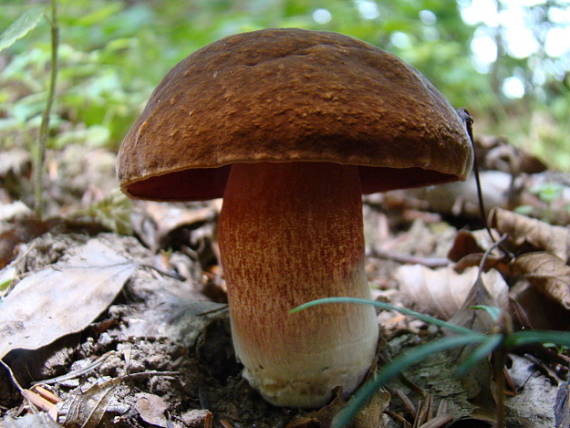 hríb zrnitohlúbikový Boletus erythropus Rostk. (1844)