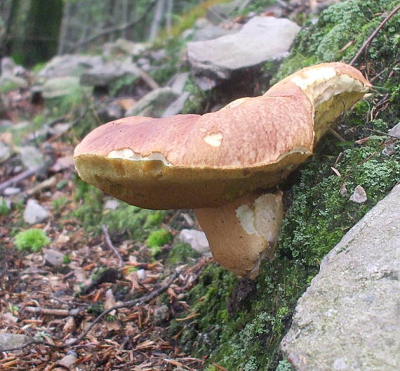 hríb sosnový Boletus pinophilus Pil. et Dermek in Pil.