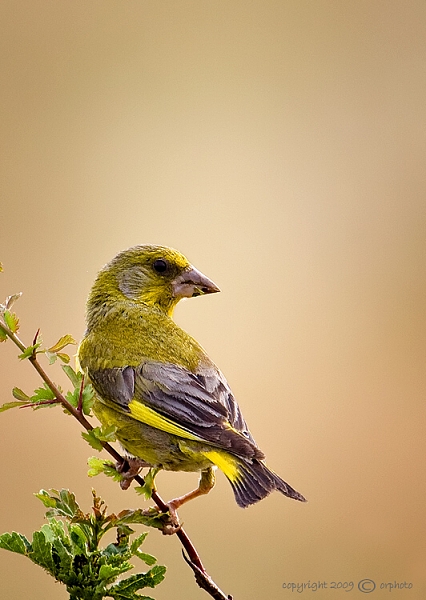 zelienka obyčajná Carduelis chloris