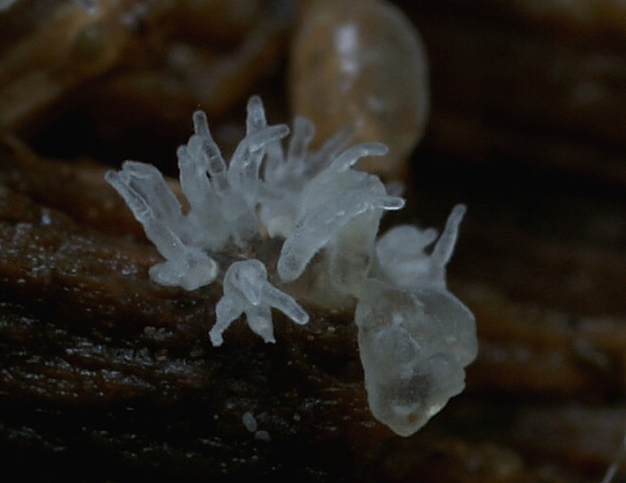 rohačka kríčkovitá Ceratiomyxa fruticulosa var. fruticulosa (O.F. Müll.) T. Macbr