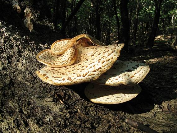 trúdnik šupinatý Cerioporus squamosus (Huds.) Quél.