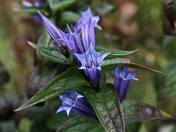 horec luskáčovitý Gentiana asclepiadea L.